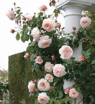 david-austin-roses-1.jpg