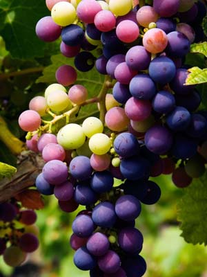 grape-vines--wines.jpg